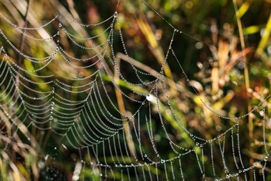 Beautiful cobweb with dew drops on grass in morning, closeup