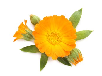 Photo of Beautiful calendula flowers with green leaves on white background, top view