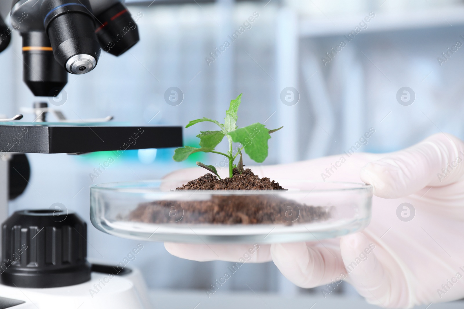 Photo of Scientist holding Petri dish with green plant in laboratory, closeup. Biological chemistry