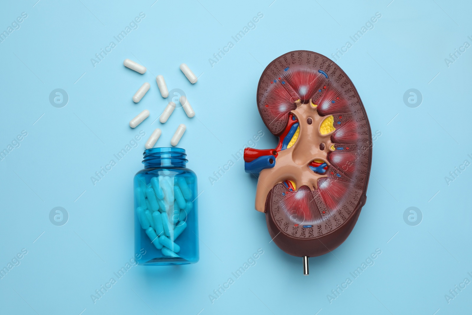Photo of Kidney model and jar with pills on light blue background, flat lay