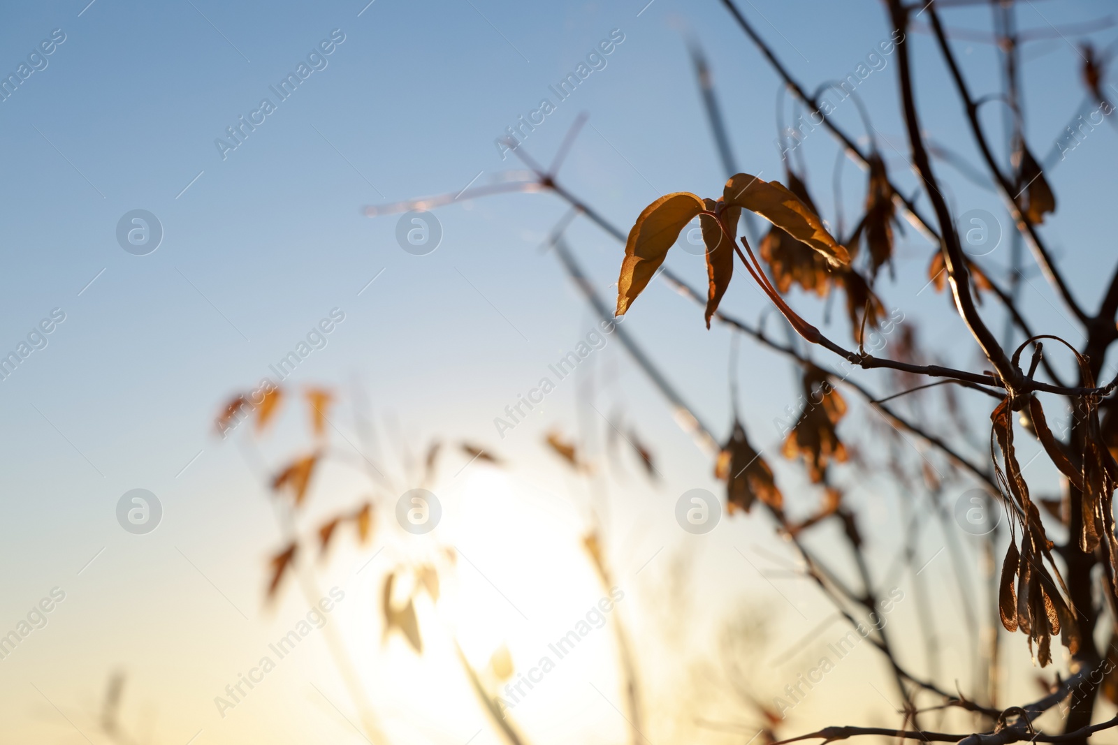 Photo of Closeup view of tree branches against blue sky at sunset