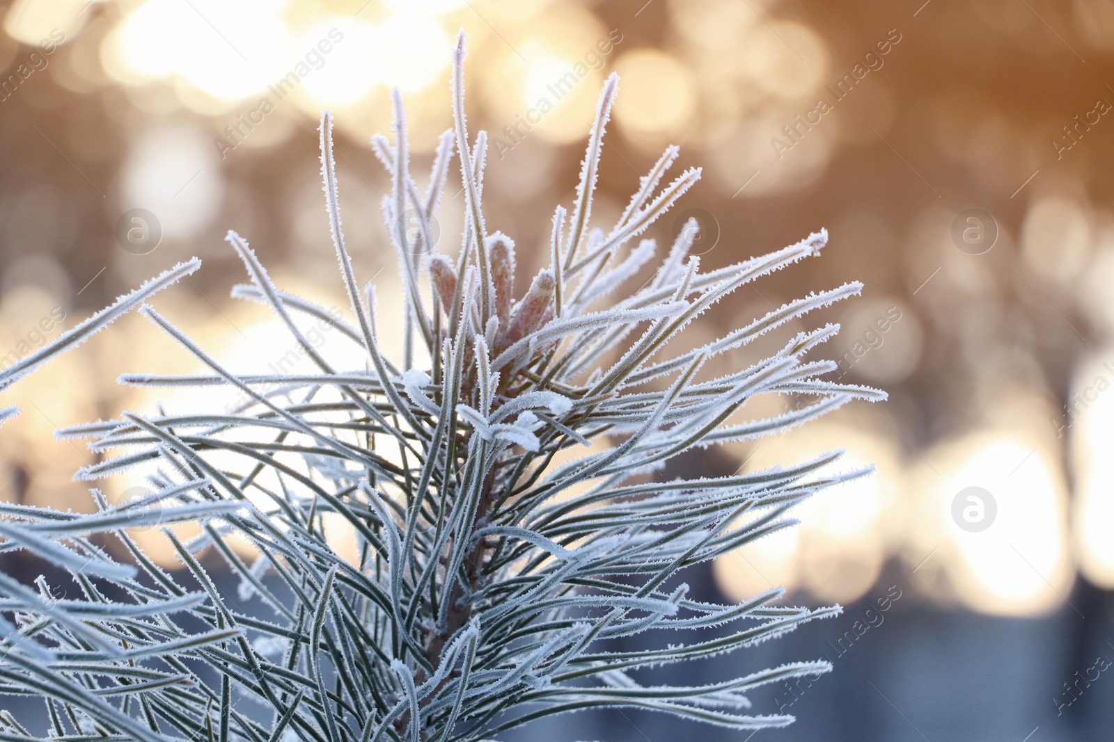 Photo of Conifer tree branch covered with hoarfrost outdoors on winter morning, closeup