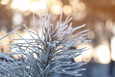 Conifer tree branch covered with hoarfrost outdoors on winter morning, closeup