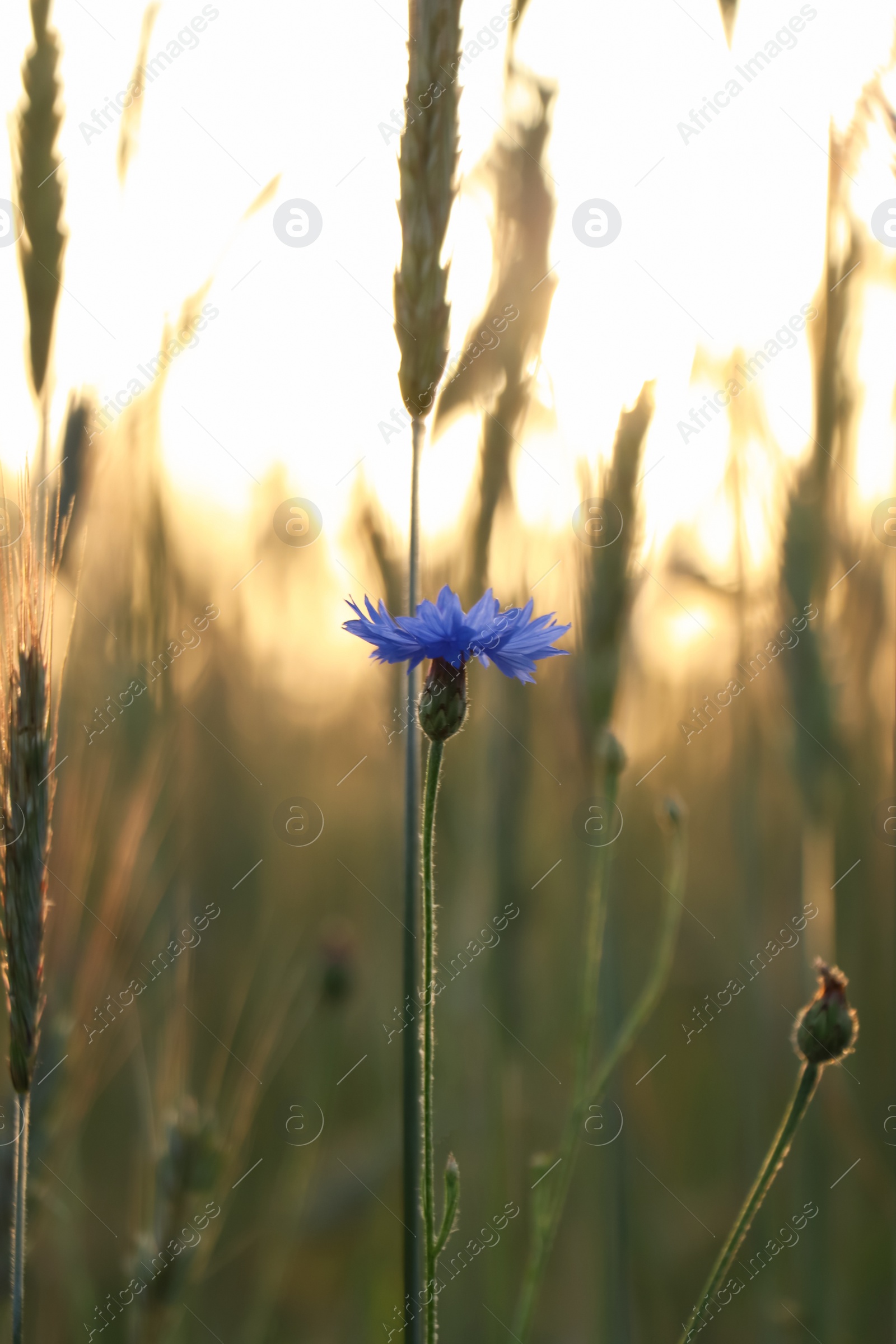 Photo of Beautiful blooming cornflower growing in field, closeup