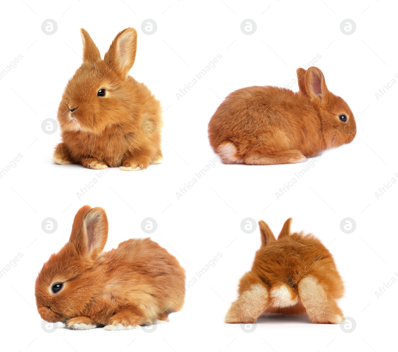 Image of Collage with adorable fluffy Easter bunnies on white background