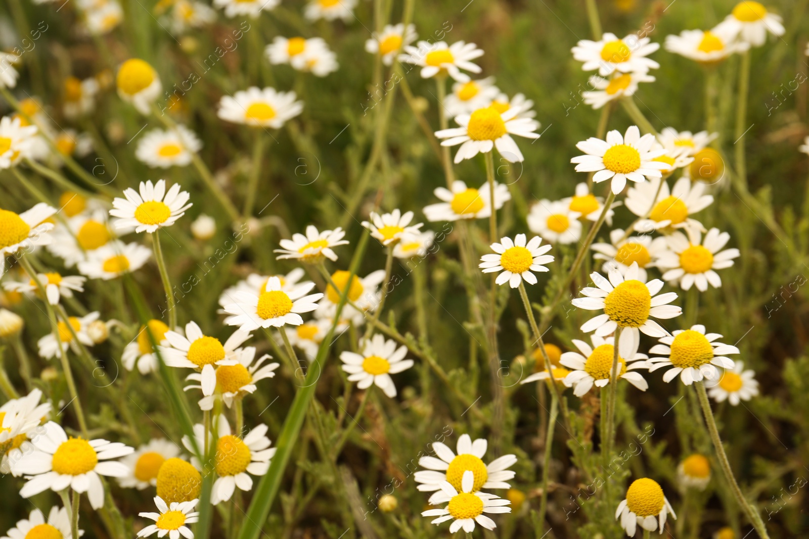 Photo of Beautiful chamomile flowers growing in field, closeup