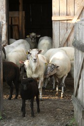 Photo of Many beautiful sheep and lambs near pen outdoors. Farm animal