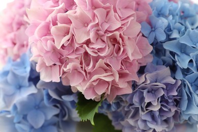 Photo of Beautiful hydrangea flowers as background, closeup view