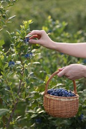 Photo of Woman with wicker basket picking up wild blueberries outdoors, closeup. Seasonal berries