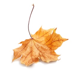 Photo of Beautiful autumn leaf on white background. Fall foliage