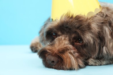 Photo of Cute Maltipoo dog with party hat on light blue background, closeup. Space for text