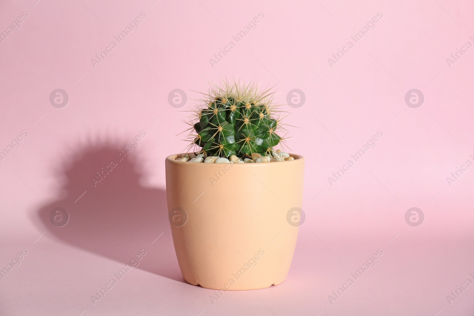 Photo of Beautiful cactus on color background