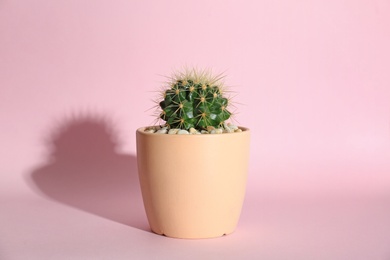 Photo of Beautiful cactus on color background