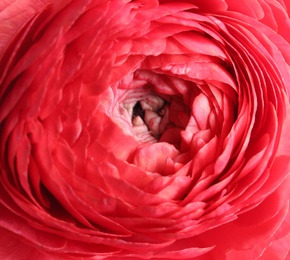 Beautiful fresh ranunculus flower on white background, closeup