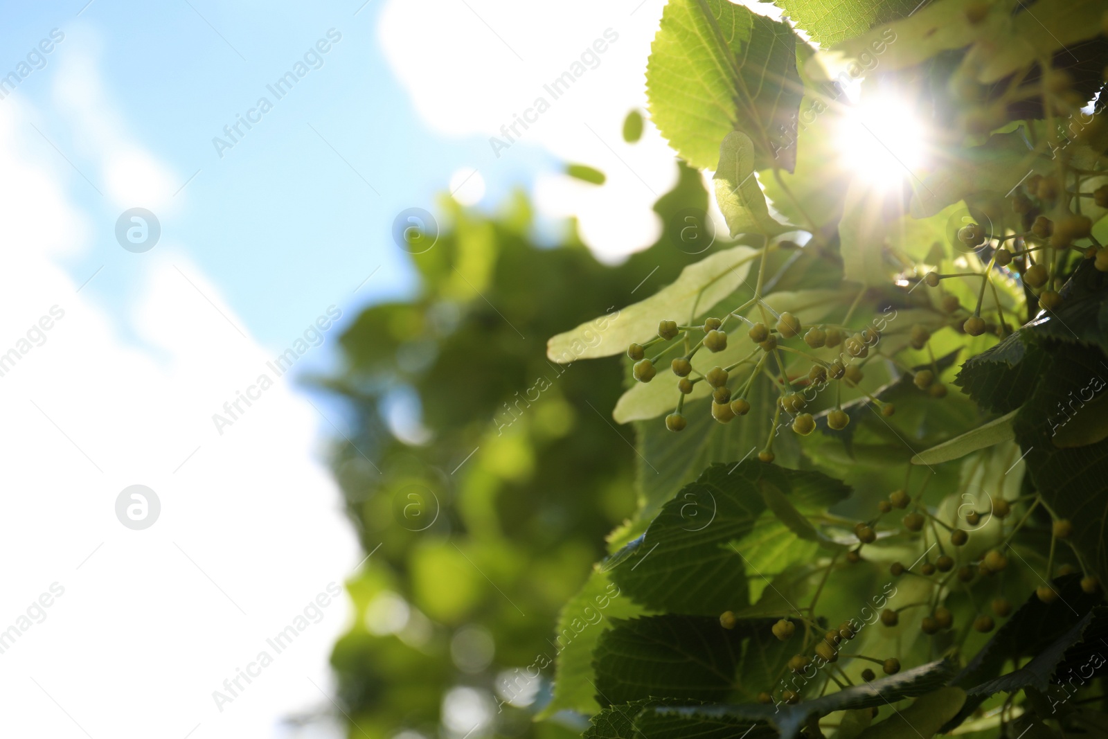 Photo of Linden tree with fresh young leaves and green flower buds outdoors on sunny spring day, closeup