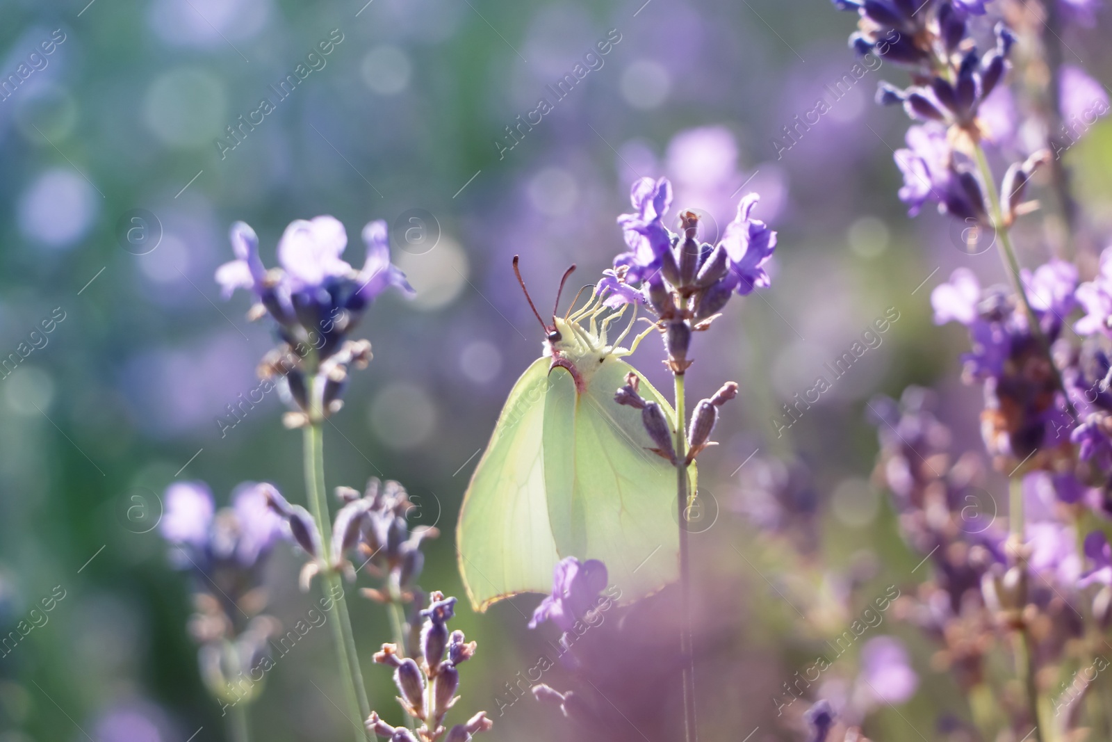 Photo of Beautiful butterfly in lavender field on summer day, closeup