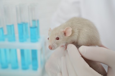 Photo of Scientist with rat in chemical laboratory, closeup. Animal testing