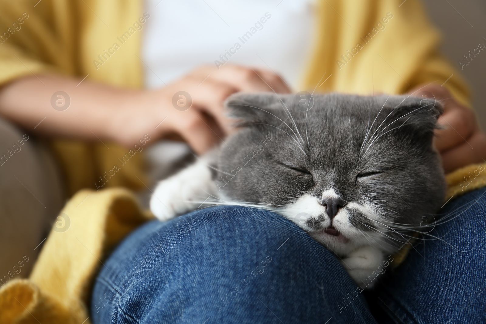 Photo of Woman stroking her cat at home, closeup