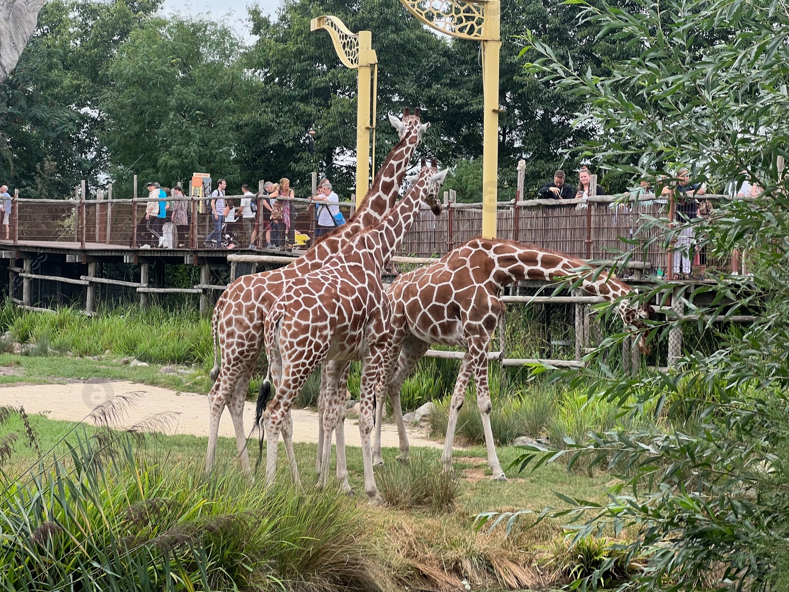 Photo of Rotterdam, Netherlands - August 27, 2022: Group of beautiful giraffes in zoo enclosure