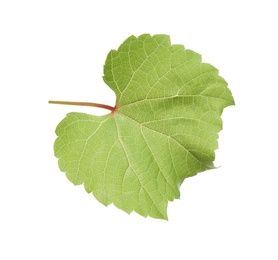 Photo of Fresh green grape leaf isolated on white