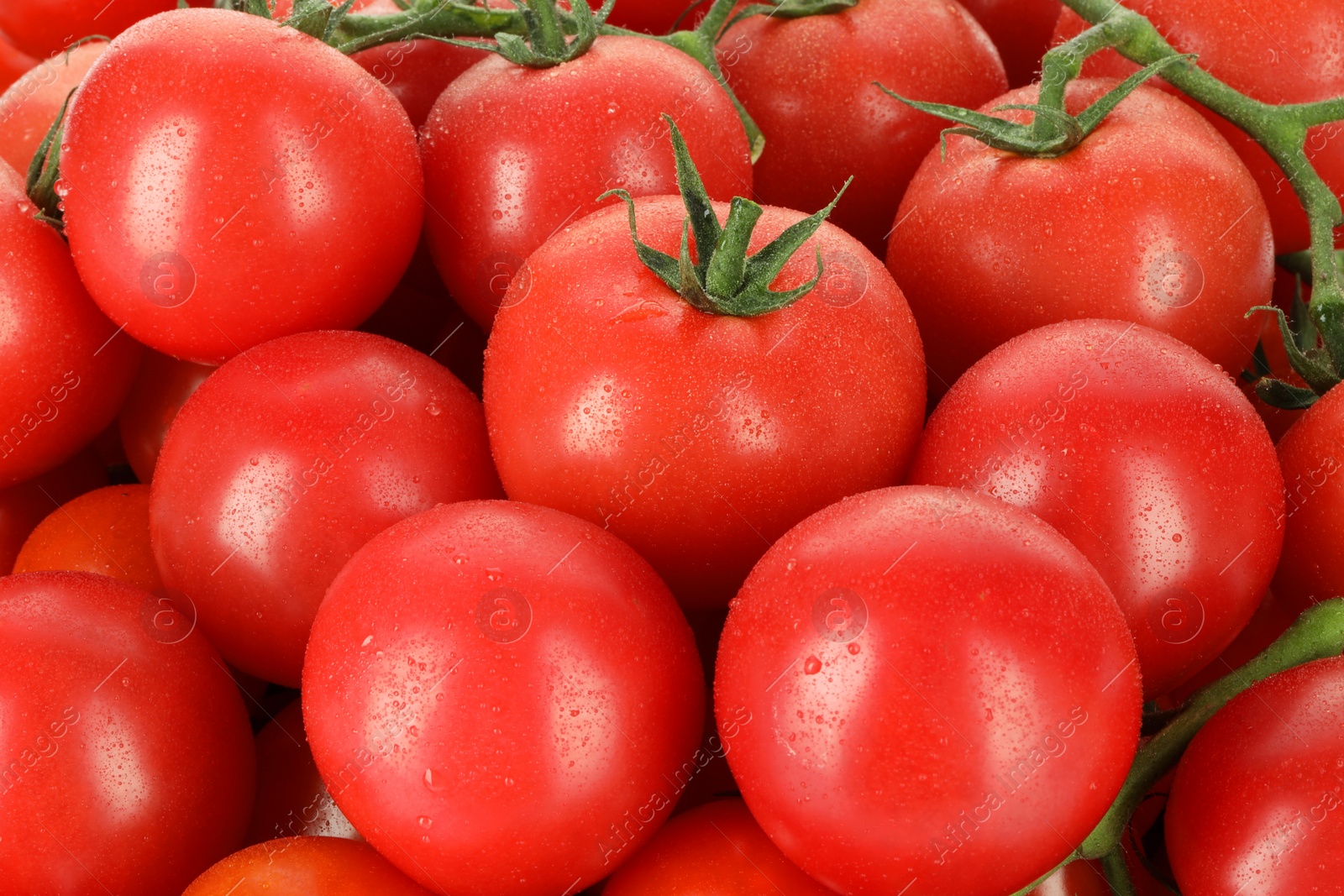 Photo of Many fresh ripe cherry tomatoes with water drops as background, closeup