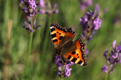 Closeup view of beautiful lavender with butterfly in field on sunny day