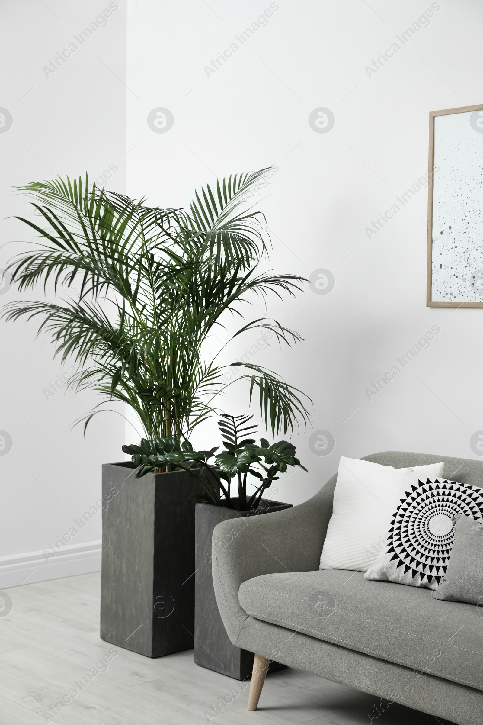 Photo of Beautiful potted plants in modern living room