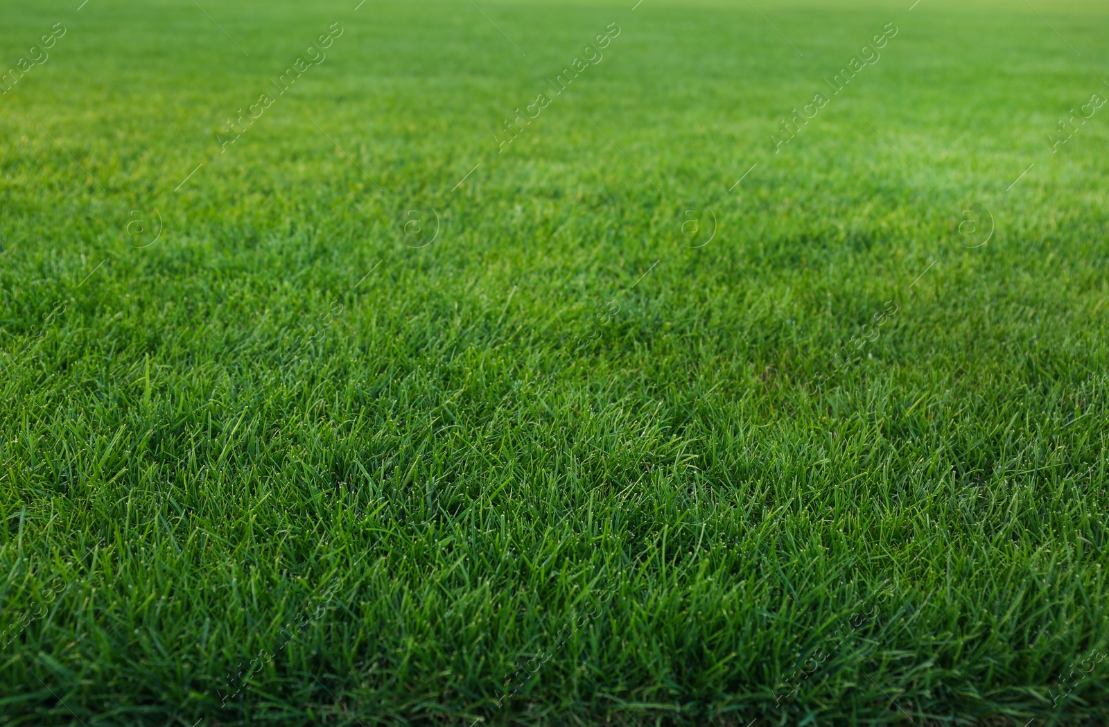 Photo of Green lawn with fresh grass as background