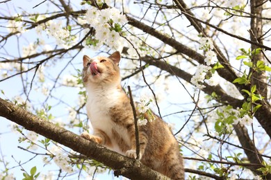 Cute cat on blossoming spring tree outdoors