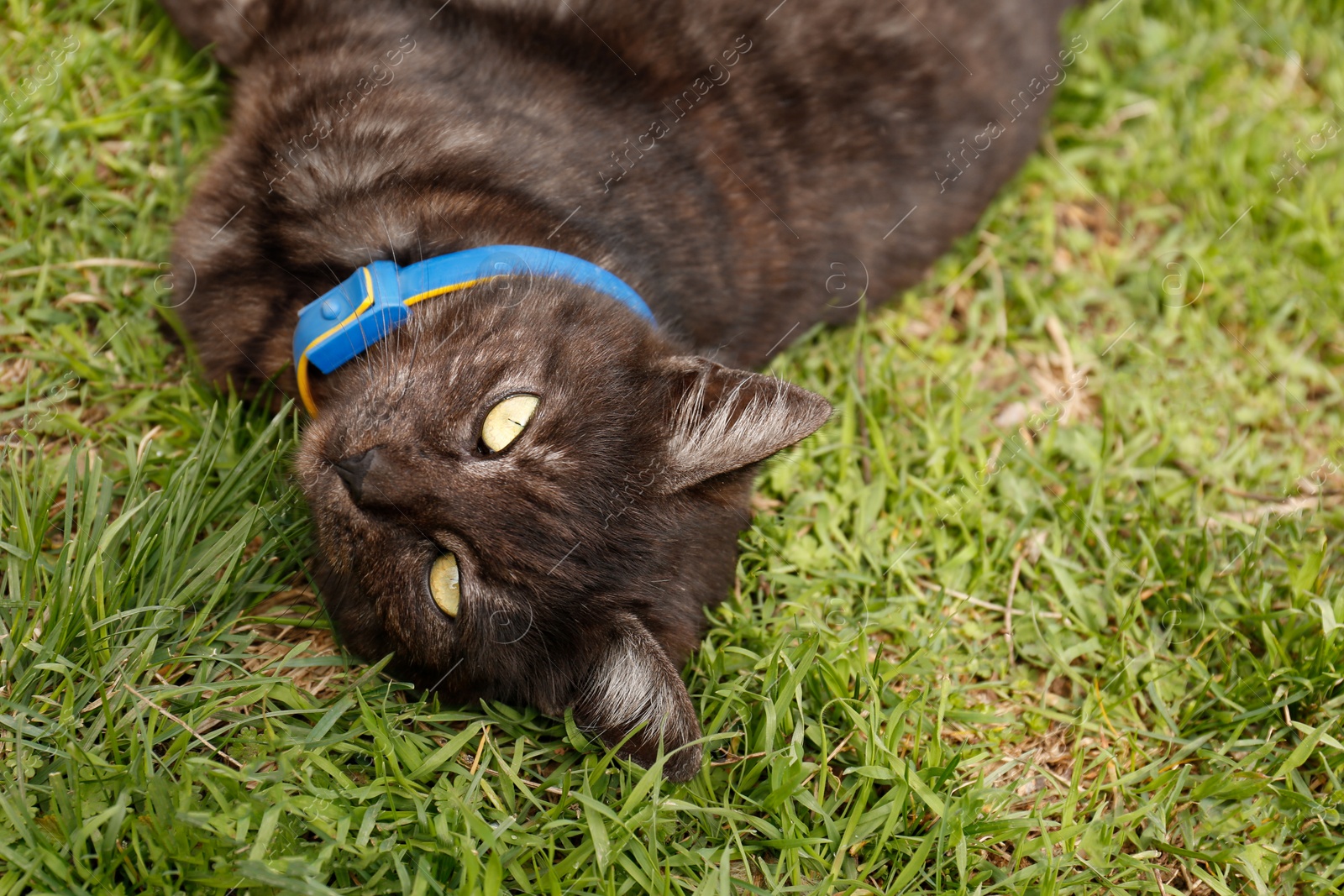 Photo of Adorable dark cat resting on green grass outdoors, closeup