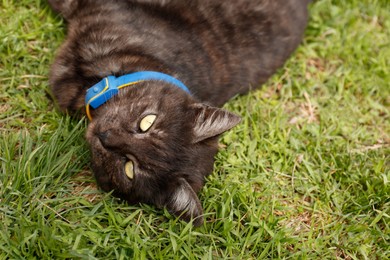 Photo of Adorable dark cat resting on green grass outdoors, closeup