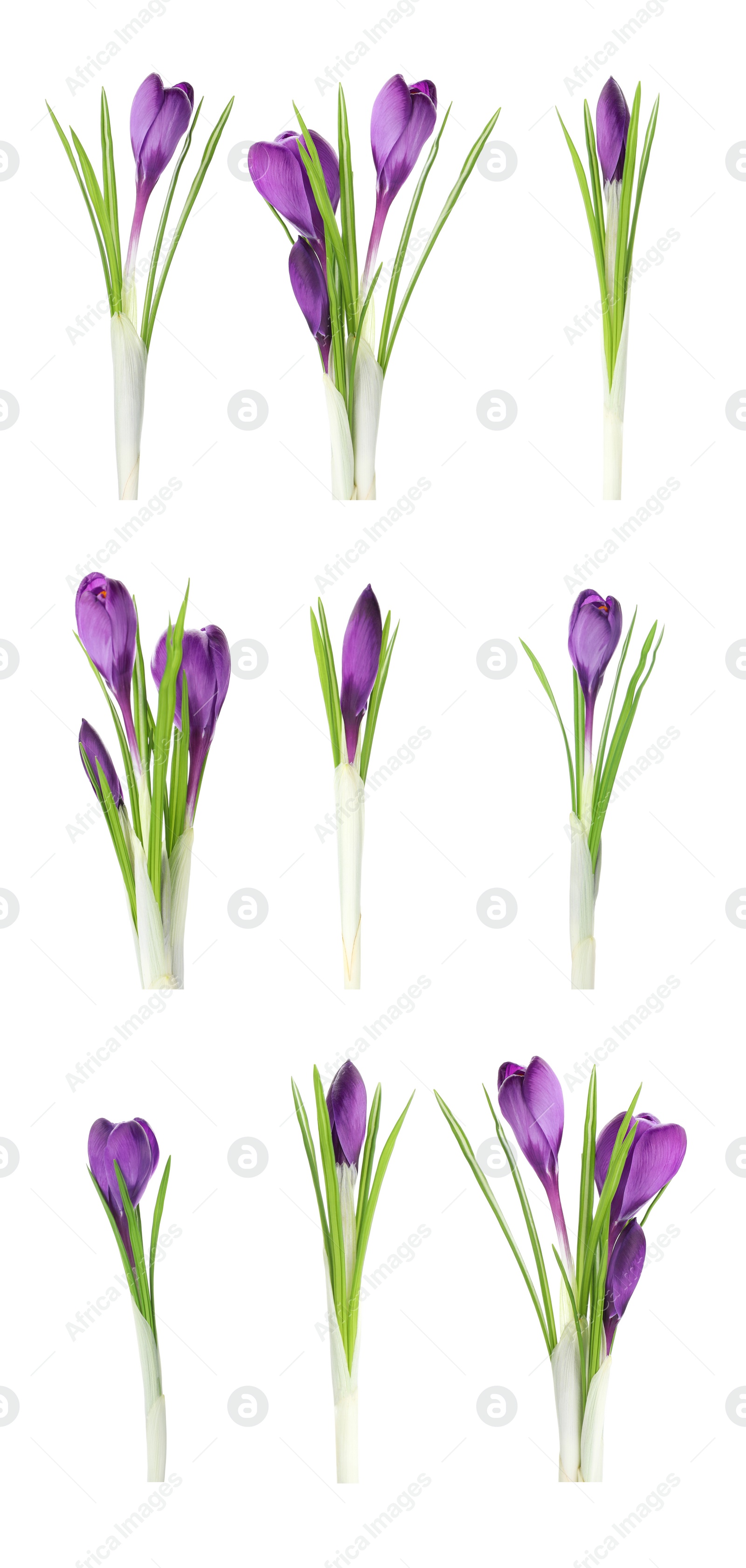 Image of Set with beautiful spring crocus flowers on white background. Vertical banner design 