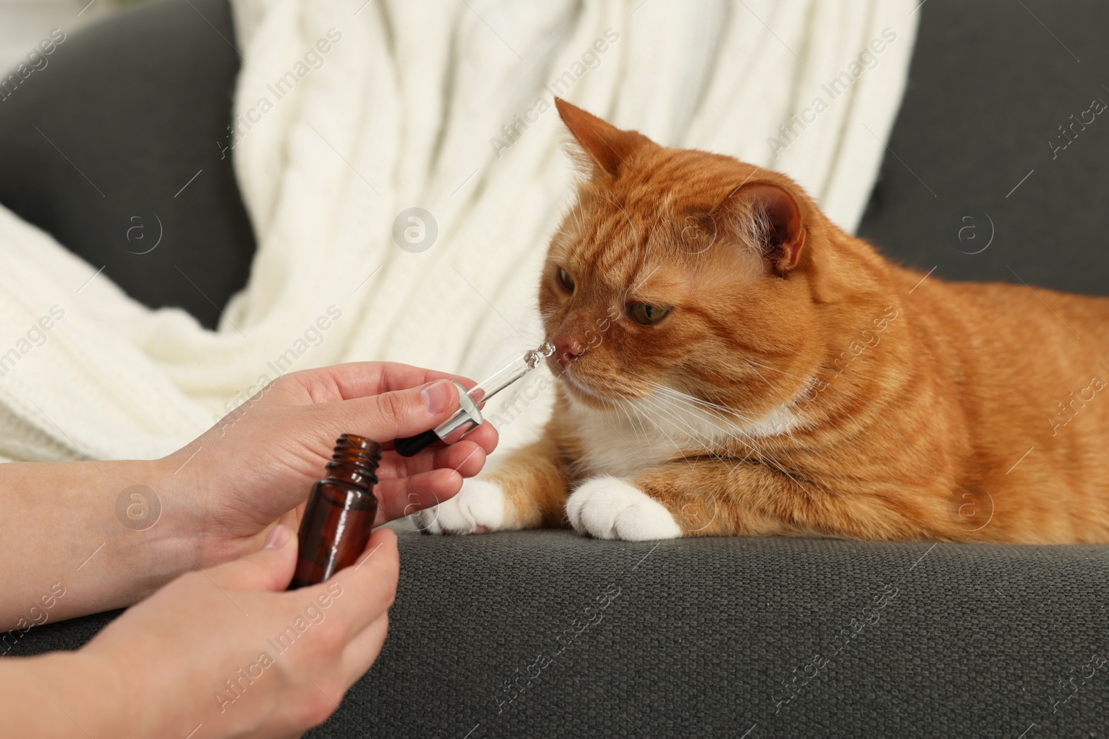 Photo of Woman giving vitamin tincture to cute cat indoors, closeup