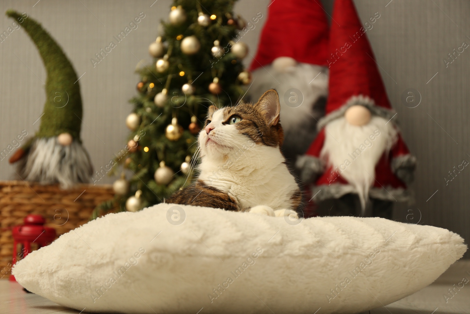 Photo of Cute cat lying on soft pillow near Christmas decor at home. Adorable pet