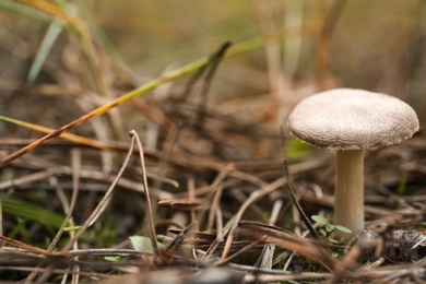 Mushroom growing in wilderness on autumn day, closeup