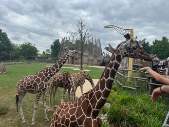 Rotterdam, Netherlands - August 27, 2022: Group of beautiful giraffes in zoo enclosure