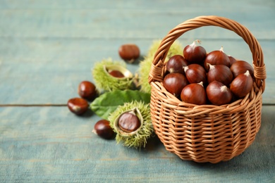 Fresh sweet edible chestnuts in wicker basket on blue wooden table. Space for text