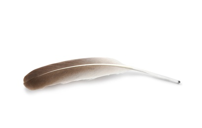 Feather pen on white background, top view