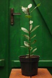 Photo of Potted bay tree with green leaves on wooden stand in greenhouse