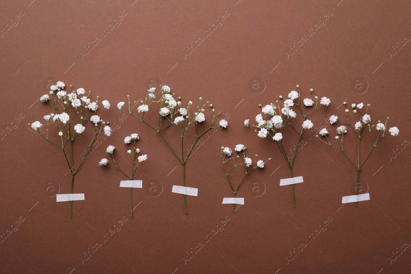 Photo of Twigs of white gypsophila plant on brown background. Space for text