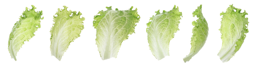 Fresh green lettuce leaves on white background, banner design