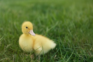 Photo of Cute fluffy gosling on green grass outdoors. Farm animal