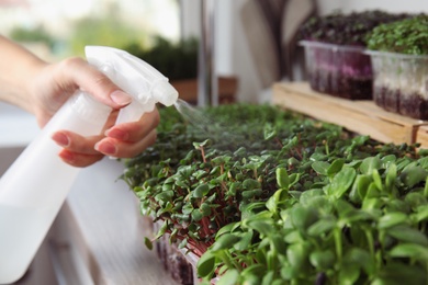 Woman spraying microgreens with water, closeup view