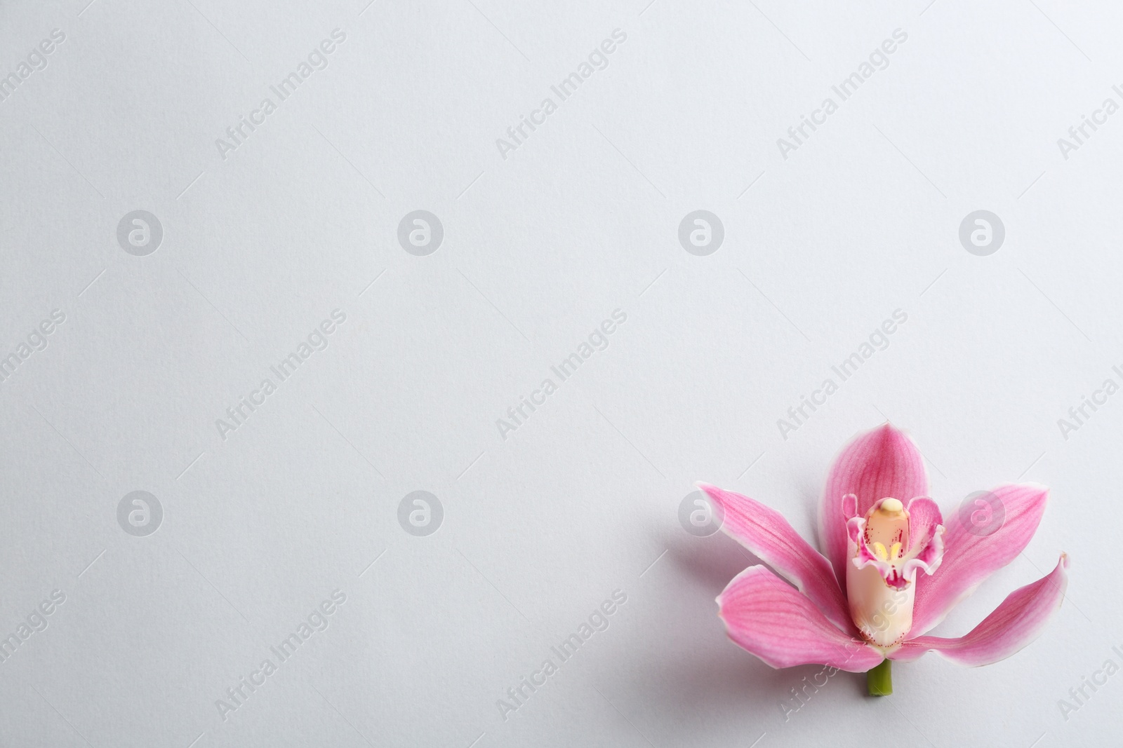 Photo of Beautiful tropical orchid flower on grey background, top view. Space for text