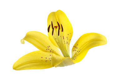 Image of Beautiful blooming yellow lily flower isolated on white