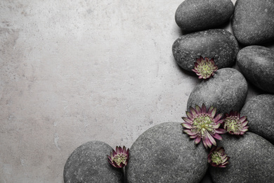 Photo of Spa stones and astrantia flowers on grey table, flat lay. Space for text