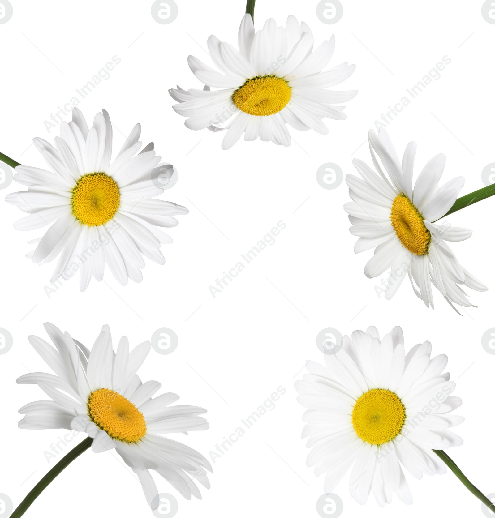 Image of Set of beautiful chamomile flowers on white background 