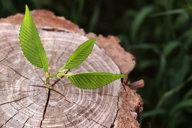 Photo of Young green seedling growing out of tree stub outdoors. New life concept