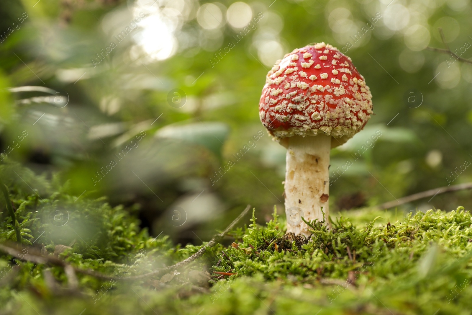 Photo of One poisonous mushroom growing in forest, closeup. Space for text