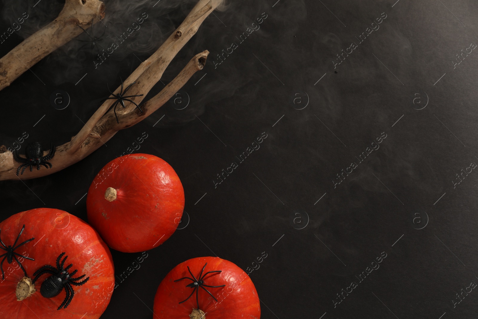Photo of Halloween composition with pumpkins, decorative spiders and wooden branch on black background, flat lay. Space for text